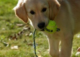 Why do dogs love tennis balls?