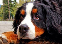 Do Bernese Mountain Dogs Shed More than Golden Retrievers