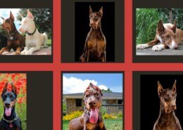 What Type of Doberman Dog Colours?