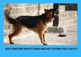 Dog vomiting white foam and not eating for 2 days ?