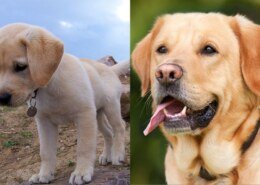 Best homemade food for Labrador puppy?