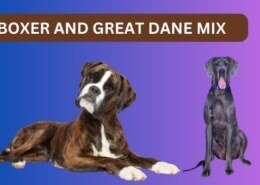 Boxer and great dane mix puppies for adoption?
