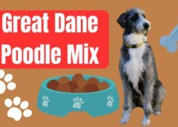 Great Dane Poodle Mix?