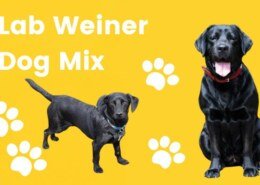 Lab Weiner Dog Mix?