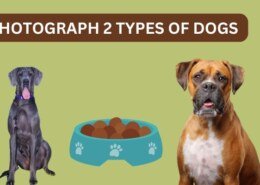 Photograph 2 types of dogs?