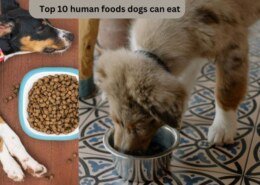Top 10 human foods dogs can eat?