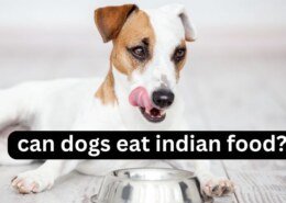 Can dogs eat indian food?
