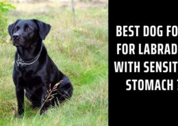 Best dog food for Labrador with sensitive stomach ?