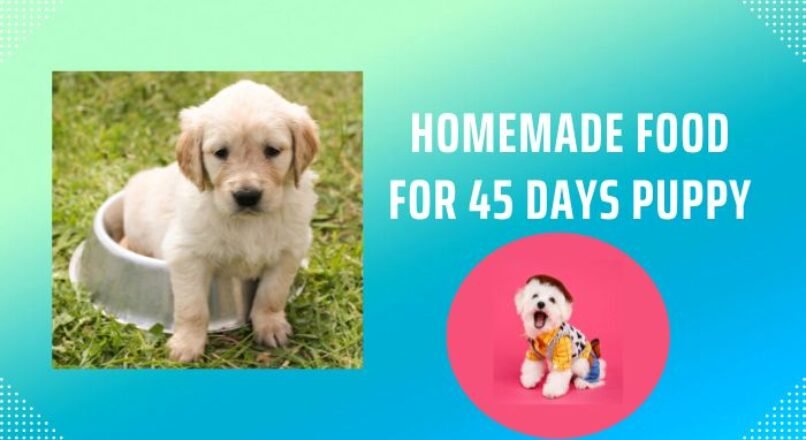 Homemade Food for 45 Days Puppy – Know what to avoid?