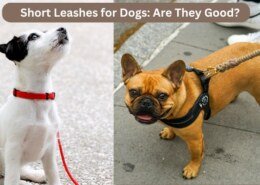 Short Leashes for Dogs: Are They Good?