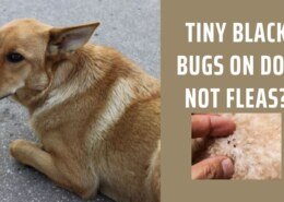 Tiny Black Bugs on Dog Not Fleas?