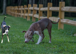 Off Leash Dog Parks