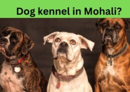 Dog kennel in Mohali?