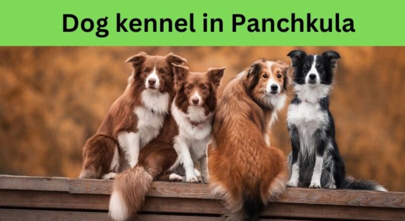 Dog kennel in panchkula ?