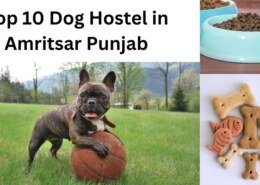 Top 10 Dog Hostel in Amritsar Punjab