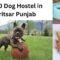 Top 10 Dog Hostel in Amritsar Punjab